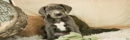 Great Dane dogs for sale: Clarabel - Ad 4