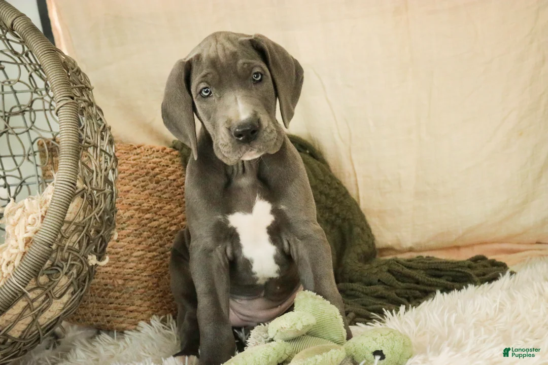 Great Dane dogs for sale: Clarabel - Ad 4