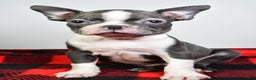 Boston Terrier dogs for sale: Beau - Ad 6