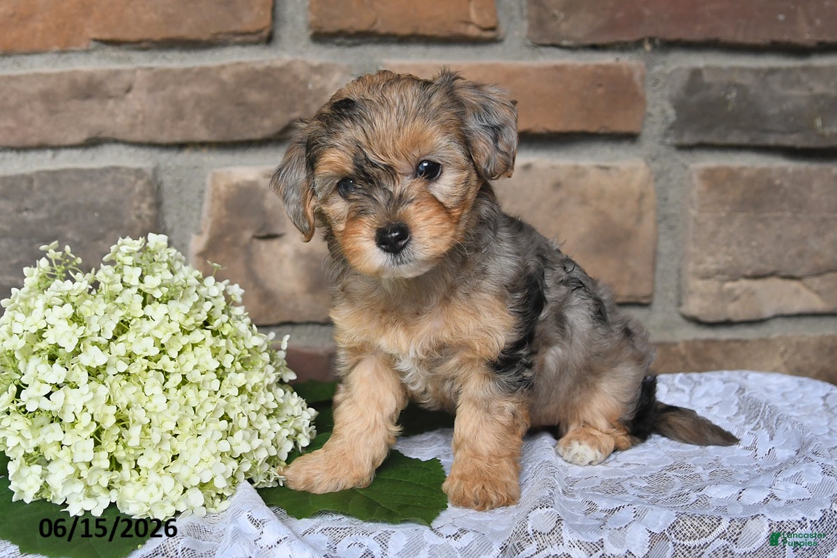 Yorkiepoo dogs Oakley - Ad 2