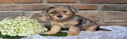 Yorkiepoo dogs for sale: Oakley - Ad 2