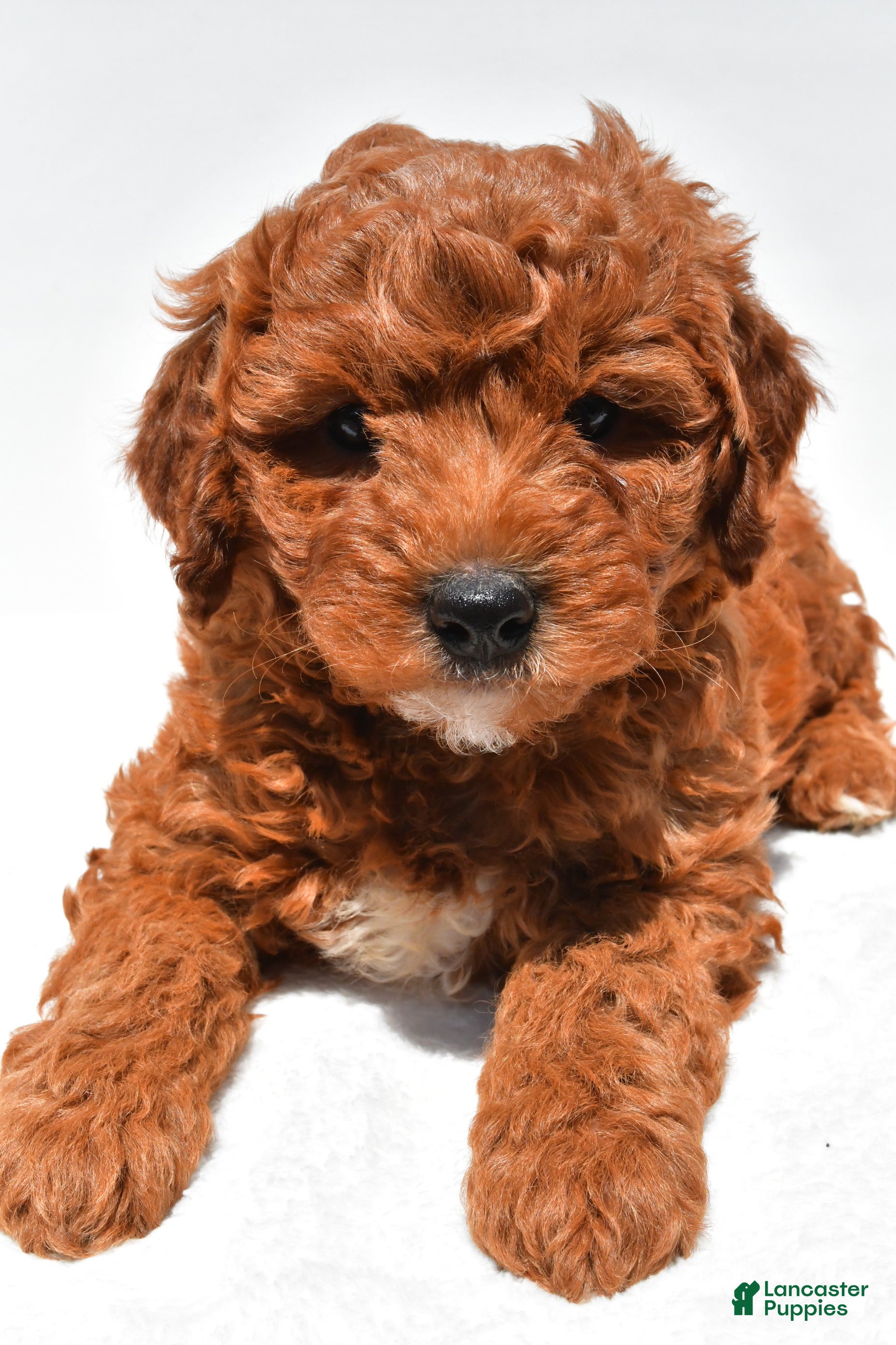 Mini Goldendoodle dogs Hunter - Ad 2