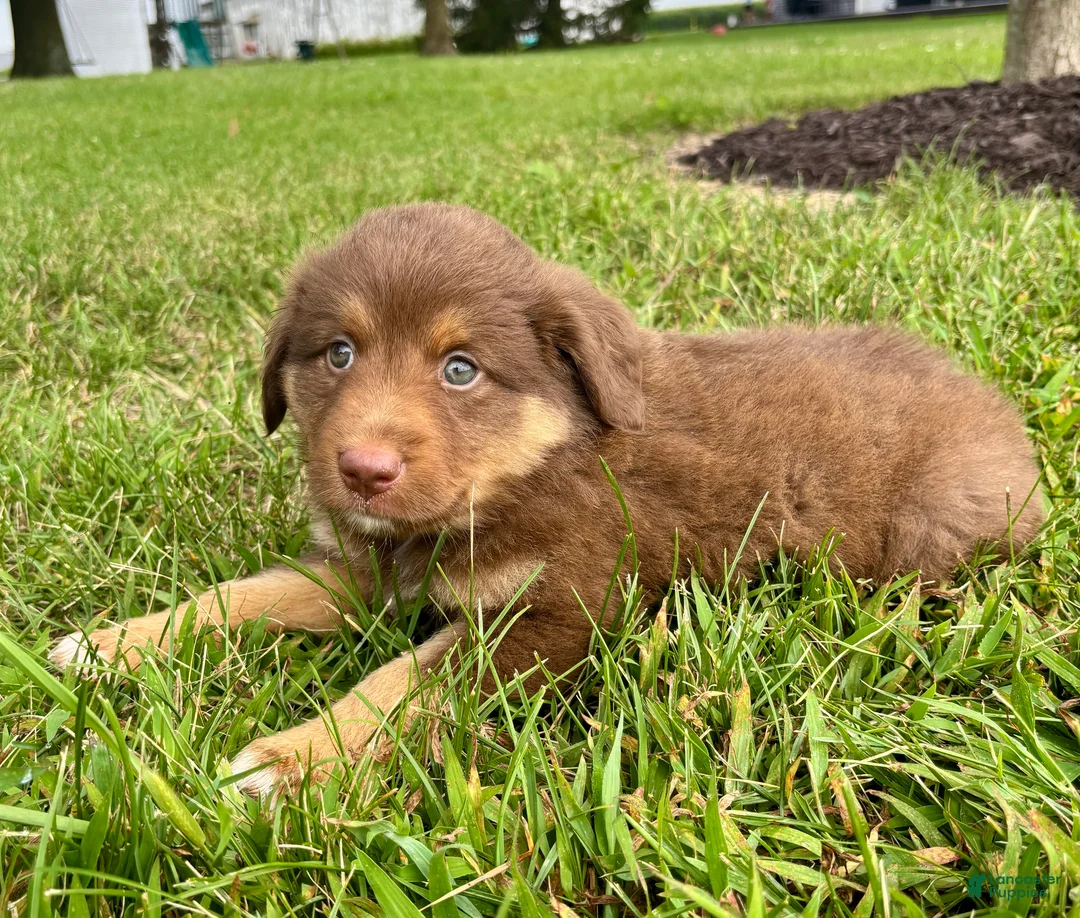 Miniature Australian Shepherd dogs for sale: Hazel Miniature Australian Shepherd  - Ad 2
