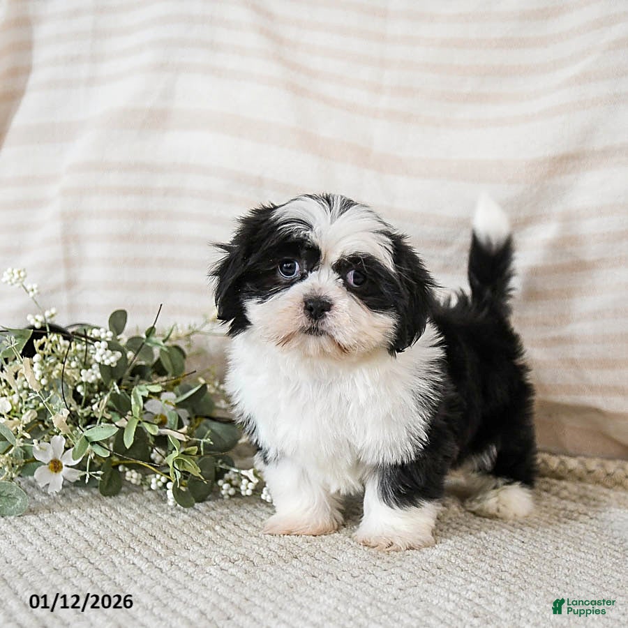 Shih Tzu dogs Blossom - Ad 38