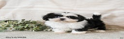 Shih Tzu dogs for sale: Blossom - Ad 1