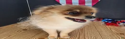 Pomeranian dogs for sale: Pepper's Long Shot - "Archer" - Ad 7