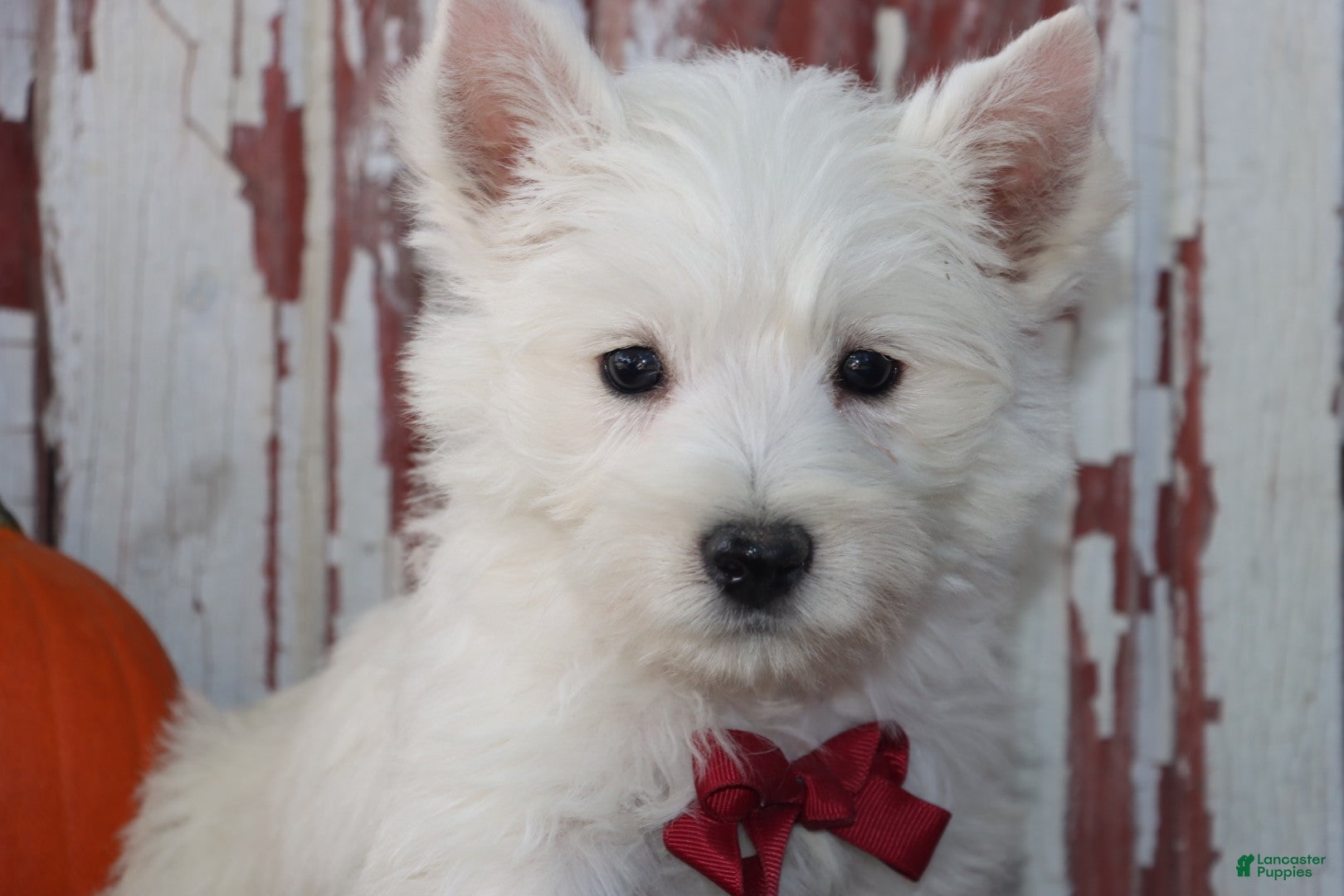 West Highland Terrier dogs Paulus - Ad 2