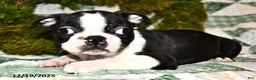 Boston Terrier dogs for sale: Jack  - Ad 2