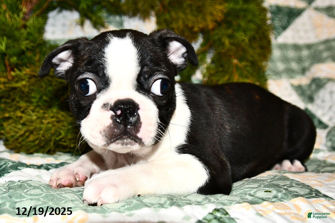 Boston Terrier dogs for sale: Jack  - Ad 2