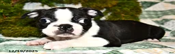 Boston Terrier dogs for sale: Jack  - Ad 5