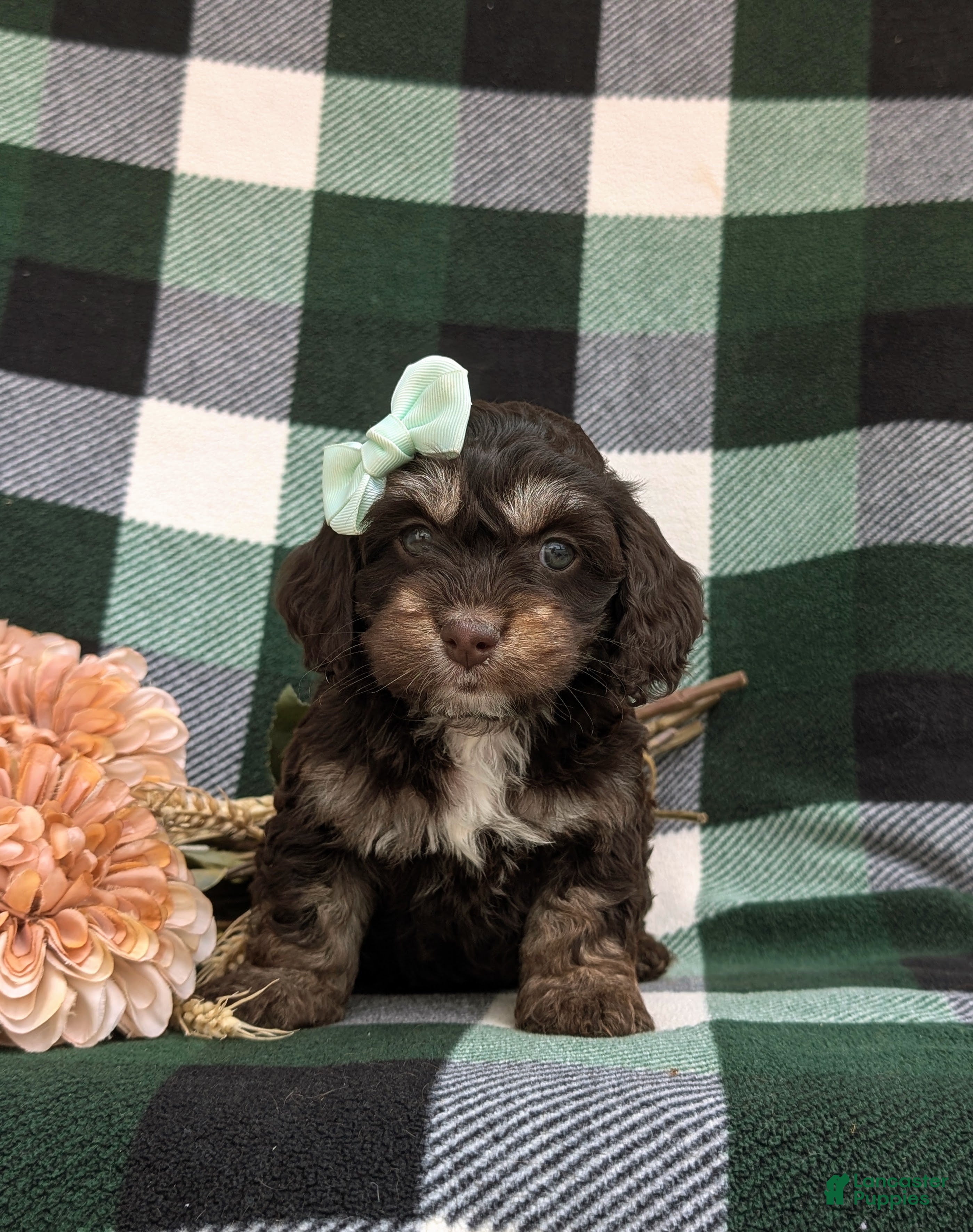 Cockapoo dogs Layla - Ad 1