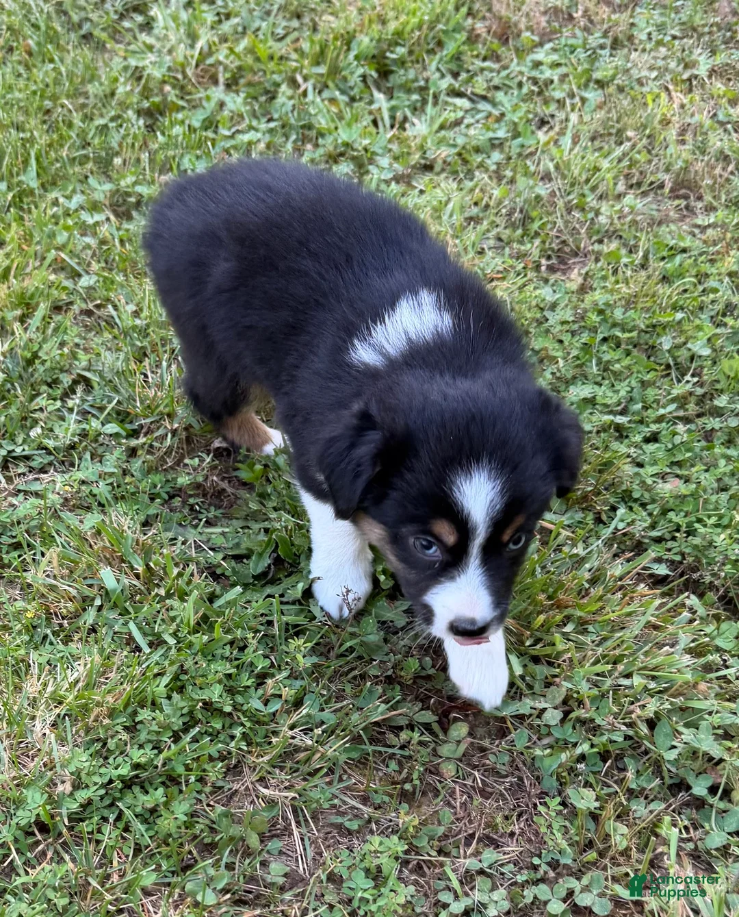 Australian Shepherd dogs for sale: Tinker Bell - Ad 2