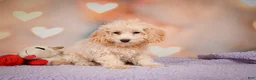 Cavapoo dogs for sale: piper - Ad 4