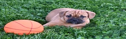 Mixed Breed dogs for sale: Theo - Ad 4