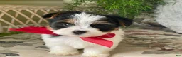 Biewer Terrier dogs for sale: Winky - Ad 5