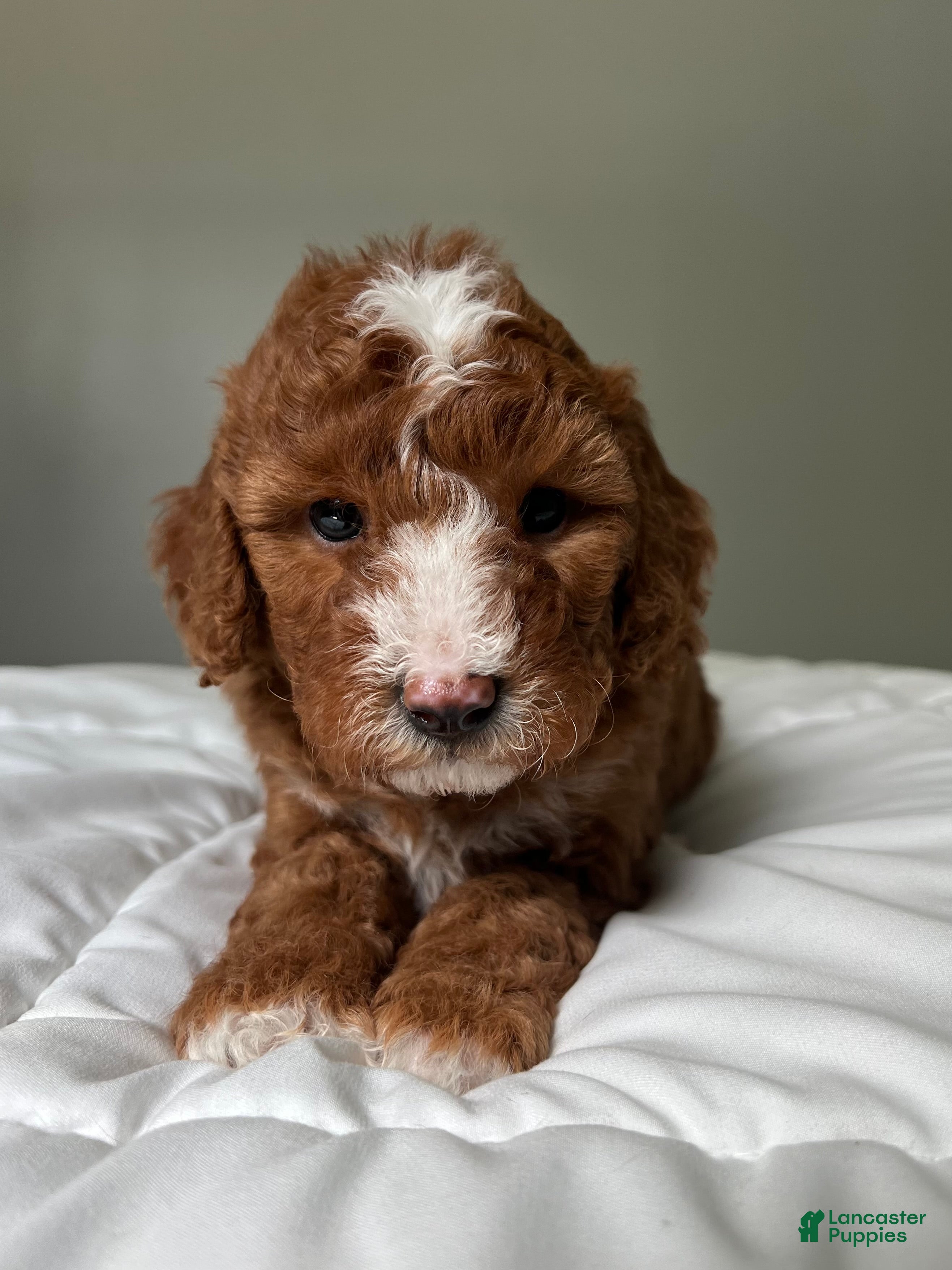 Mini Goldendoodle dogs Mini Goldendoodle Puppy 1 - Ad 1