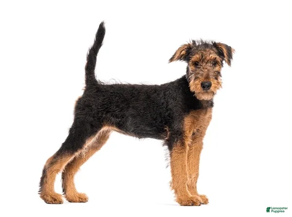 Airedale Terrier dogs Beata - Ad 1