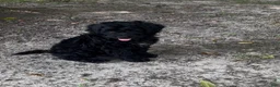 Mini Goldendoodle dogs for sale: Jade - Ad 1