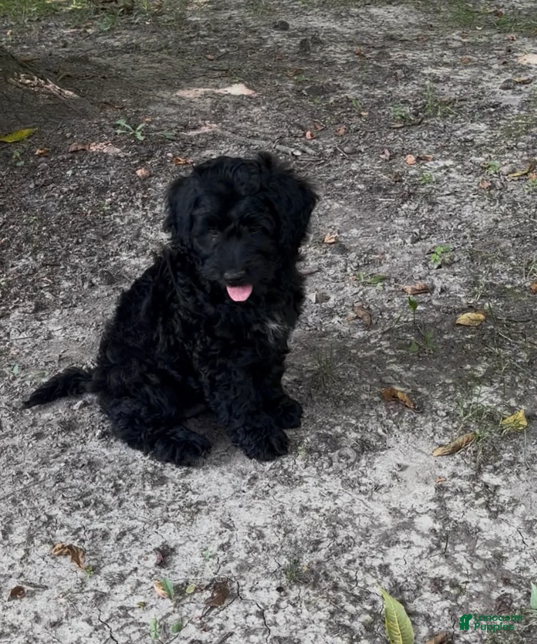 Mini Goldendoodle dogs for sale: Jade - Ad 1
