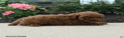 Toy Poodle dogs for sale: Jesse - Ad 2