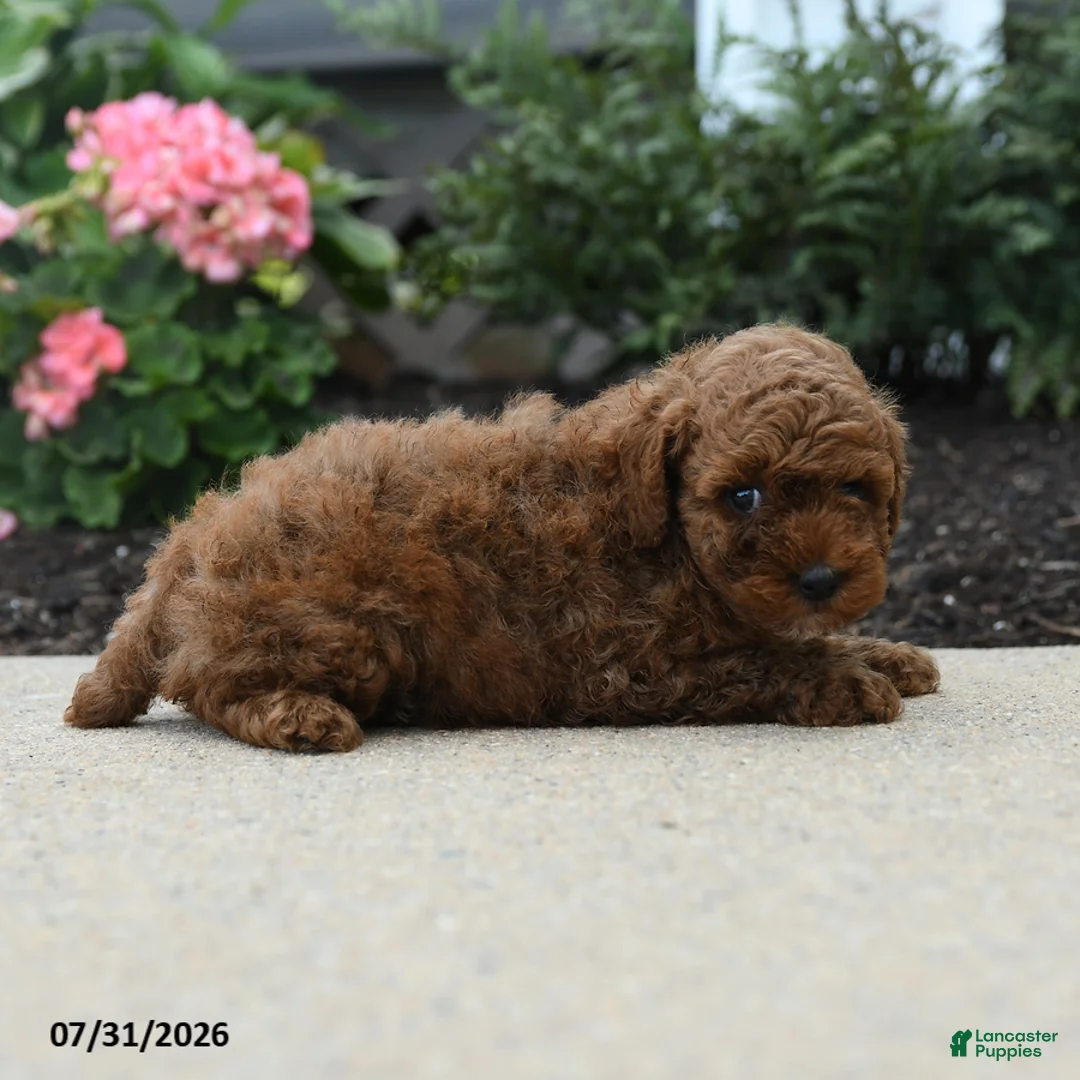 Toy Poodle dogs for sale: Jesse - Ad 2