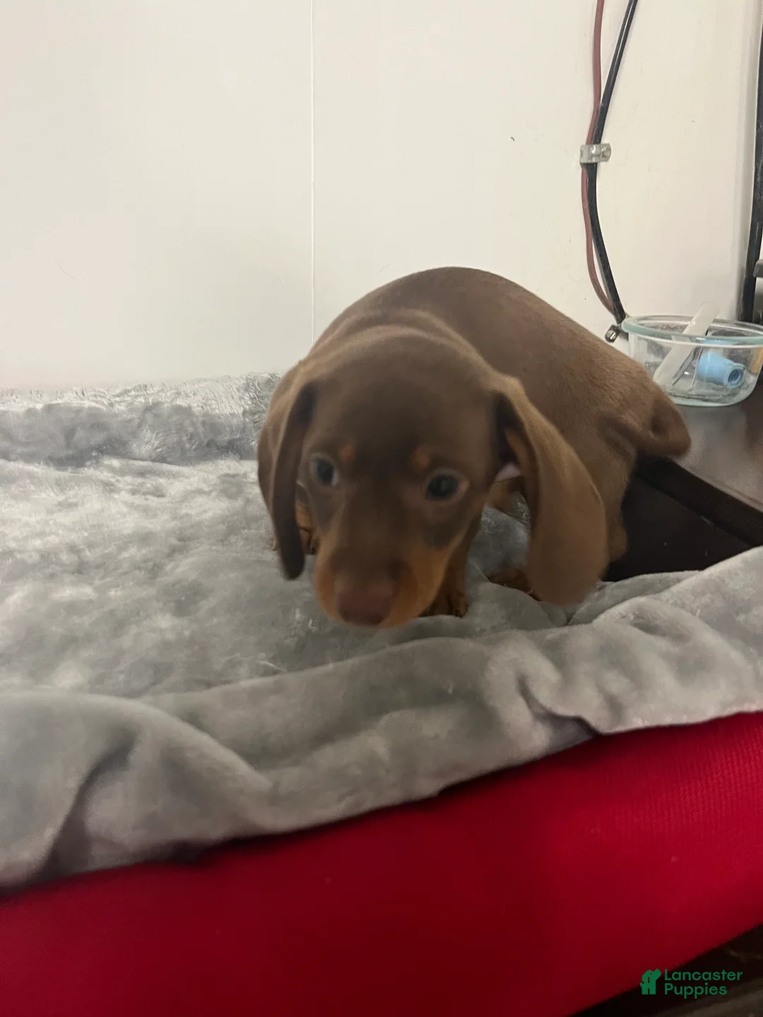 Miniature Dachshund dogs for sale: Gary  - Ad 2