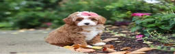Cavapoo dogs for sale: Vivian - Ad 4