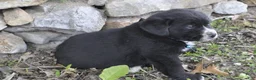 Mixed Breed dogs for sale: Barney - Ad 3