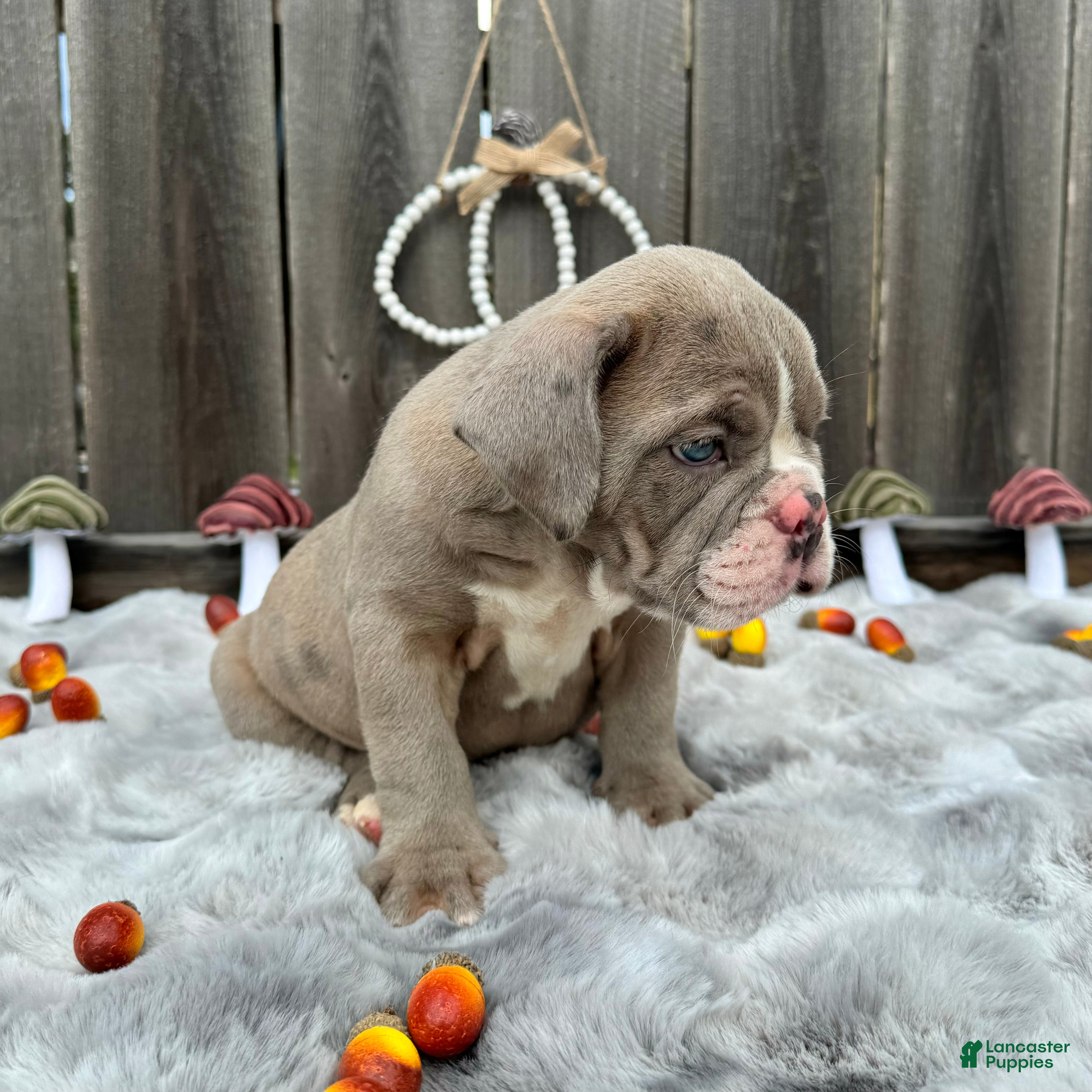 English Bulldog dogs Maraika - Ad 2