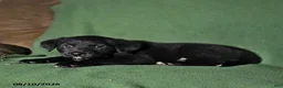 Mixed Breed dogs for sale: Bowser - Ad 2