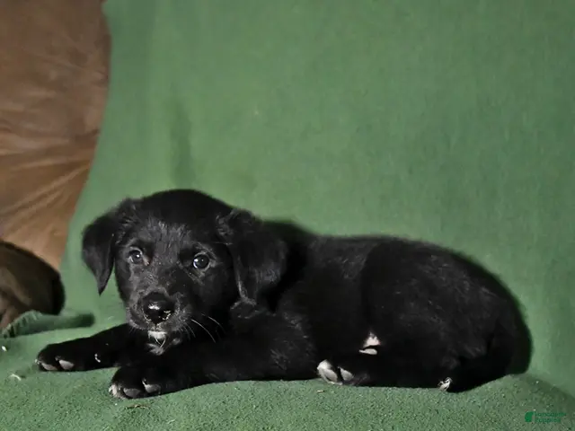 Mixed Breed dogs for sale: Bowser - Ad 2