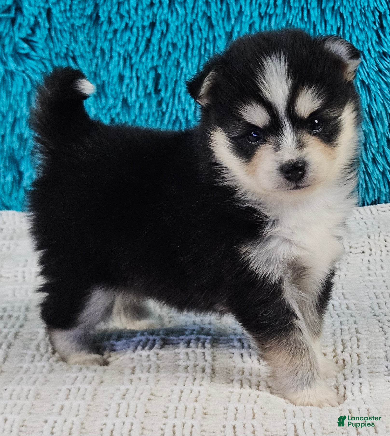 Pomsky dogs Lola - Ad 1
