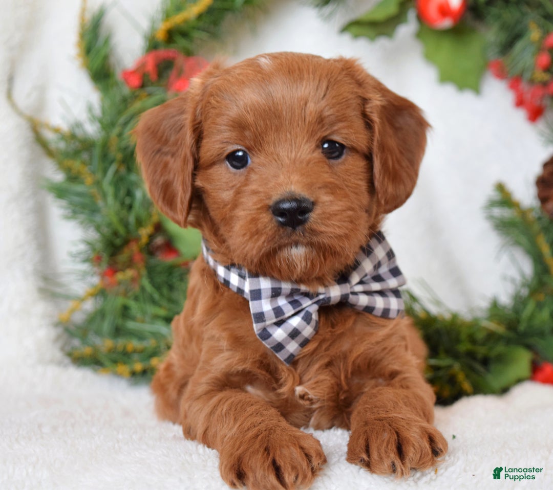 Cavapoo dogs for sale: Corbin - Ad 1