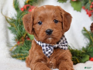 Cavapoo dogs Corbin - Ad 39