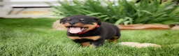 Rottweiler dogs for sale: Ulysses - Ad 3