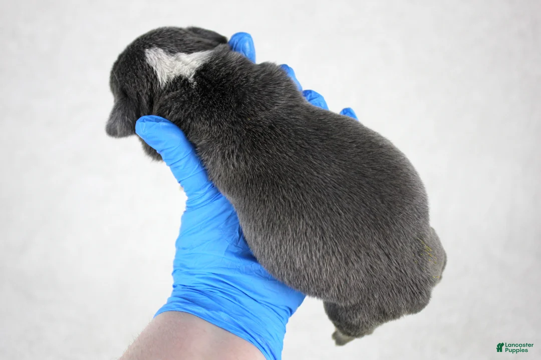 American Bully dogs for sale: Blue Tri Merle Female - Ad 20