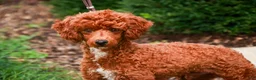 Miniature Poodle dogs for sale: Toast - Ad 1