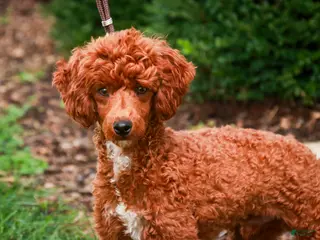 Miniature Poodle dogs for sale: Toast - Ad 1
