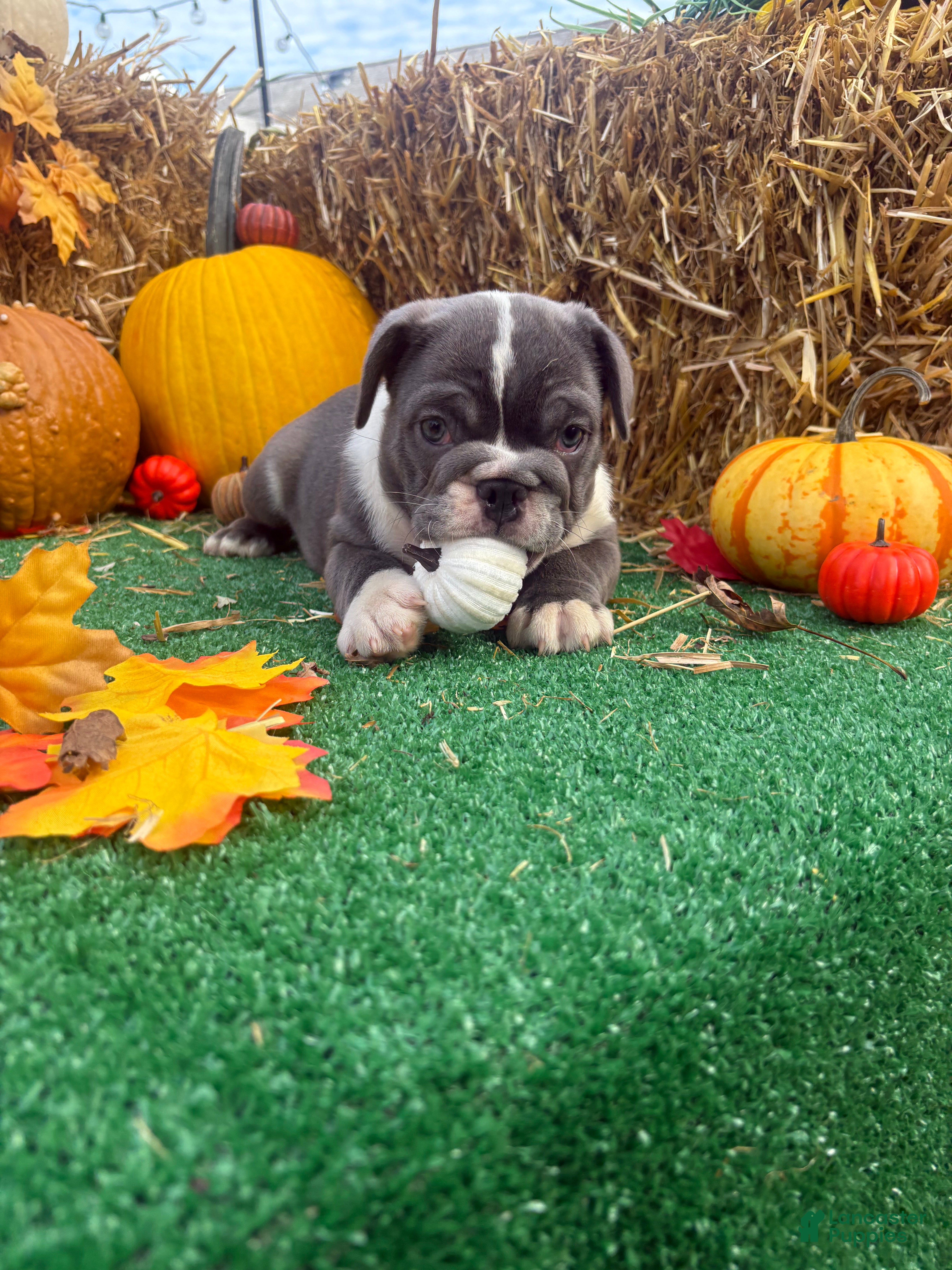 Mixed Breed dogs Elroy  - Ad 1
