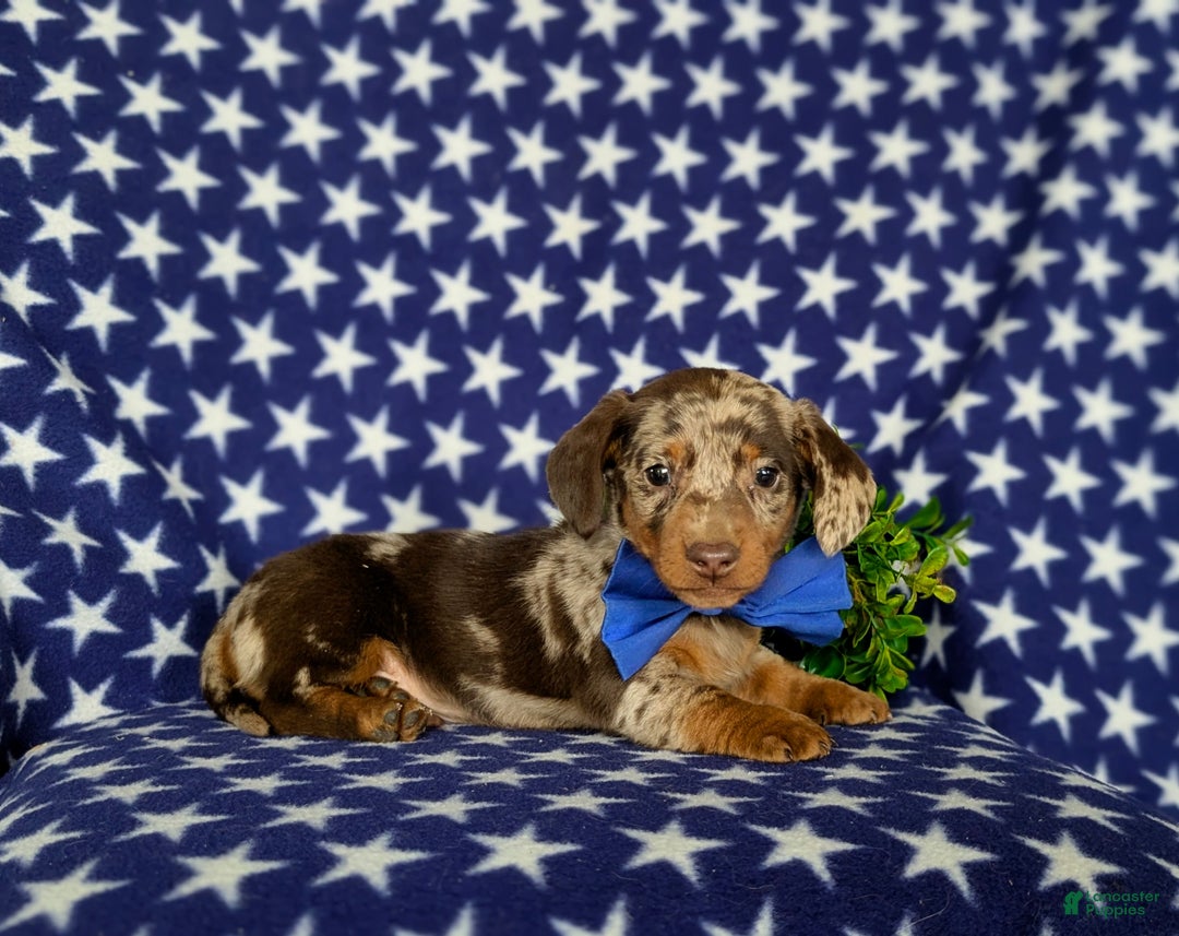 Miniature Dachshund dogs for sale: Vaughn - Ad 8