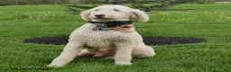 Labradoodle dogs for sale: Daisy - Ad 4