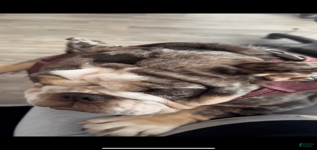 Gallery Image {{count}}