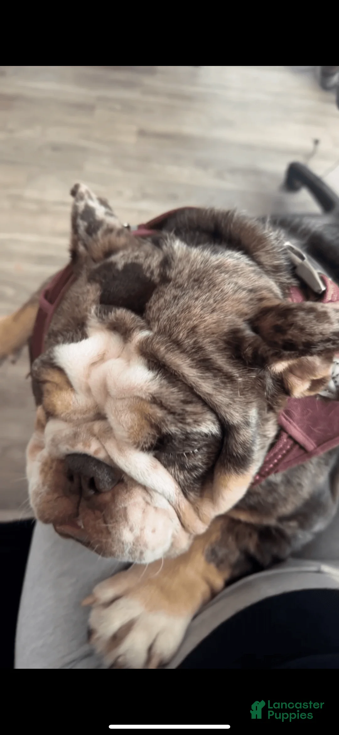 Gallery Image {{count}}