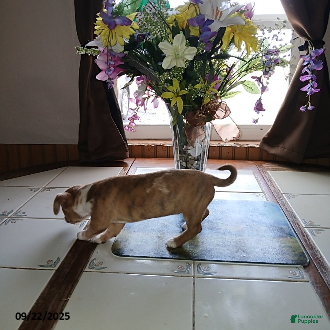 Chihuahua dogs for sale: Frisky - Ad 3