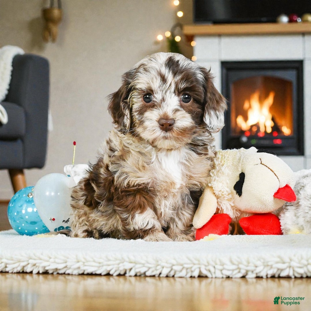 Cockapoo dogs for sale: dixie - Ad 7