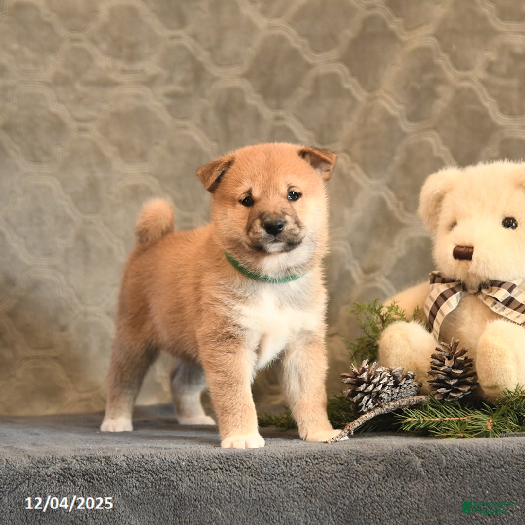 Shiba Inu dogs for sale: Torque - Ad 1