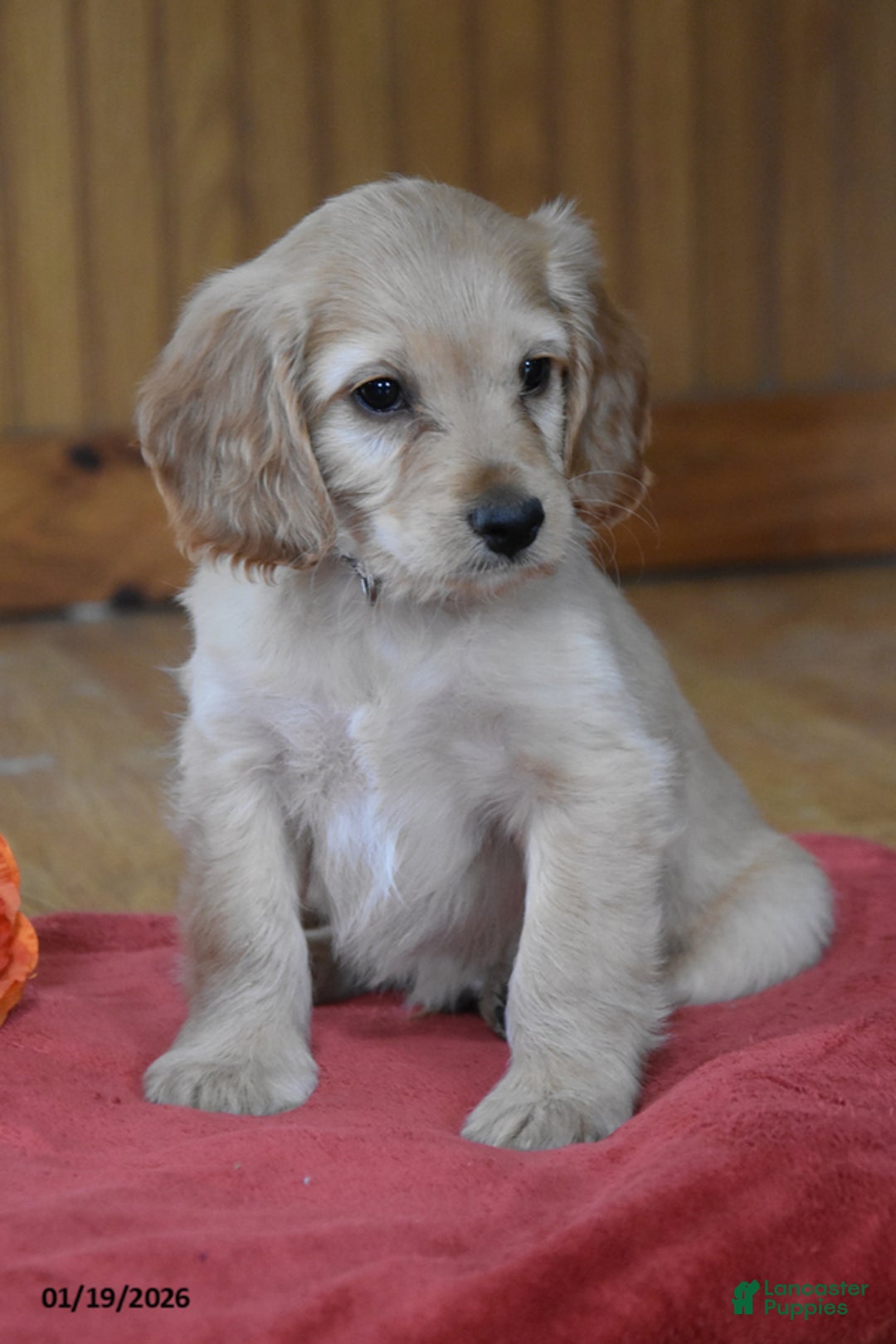 Cockapoo dogs for sale: Rusty - Ad 2