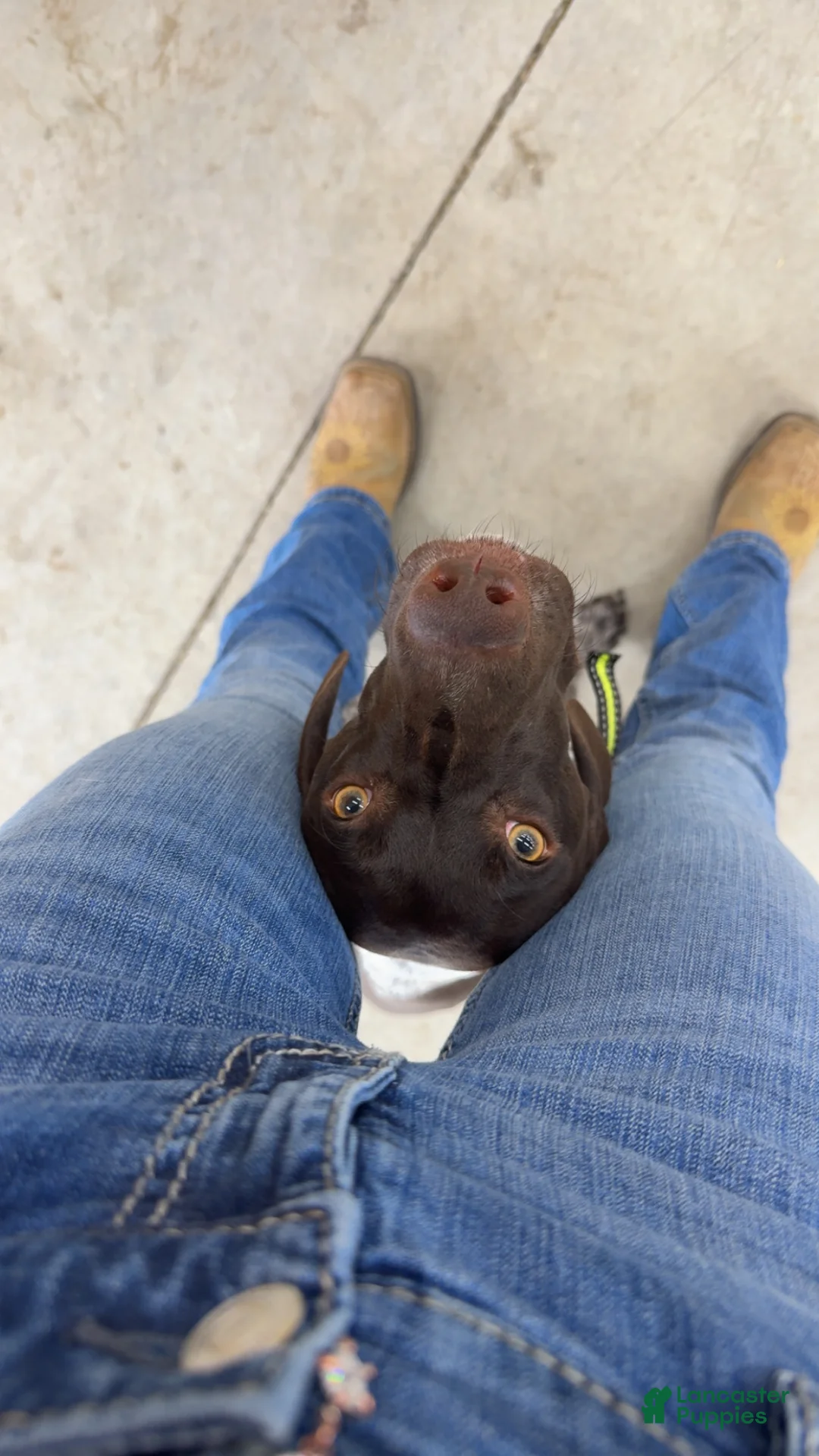 German Shorthaired Pointer dogs for sale: River - Ad 2