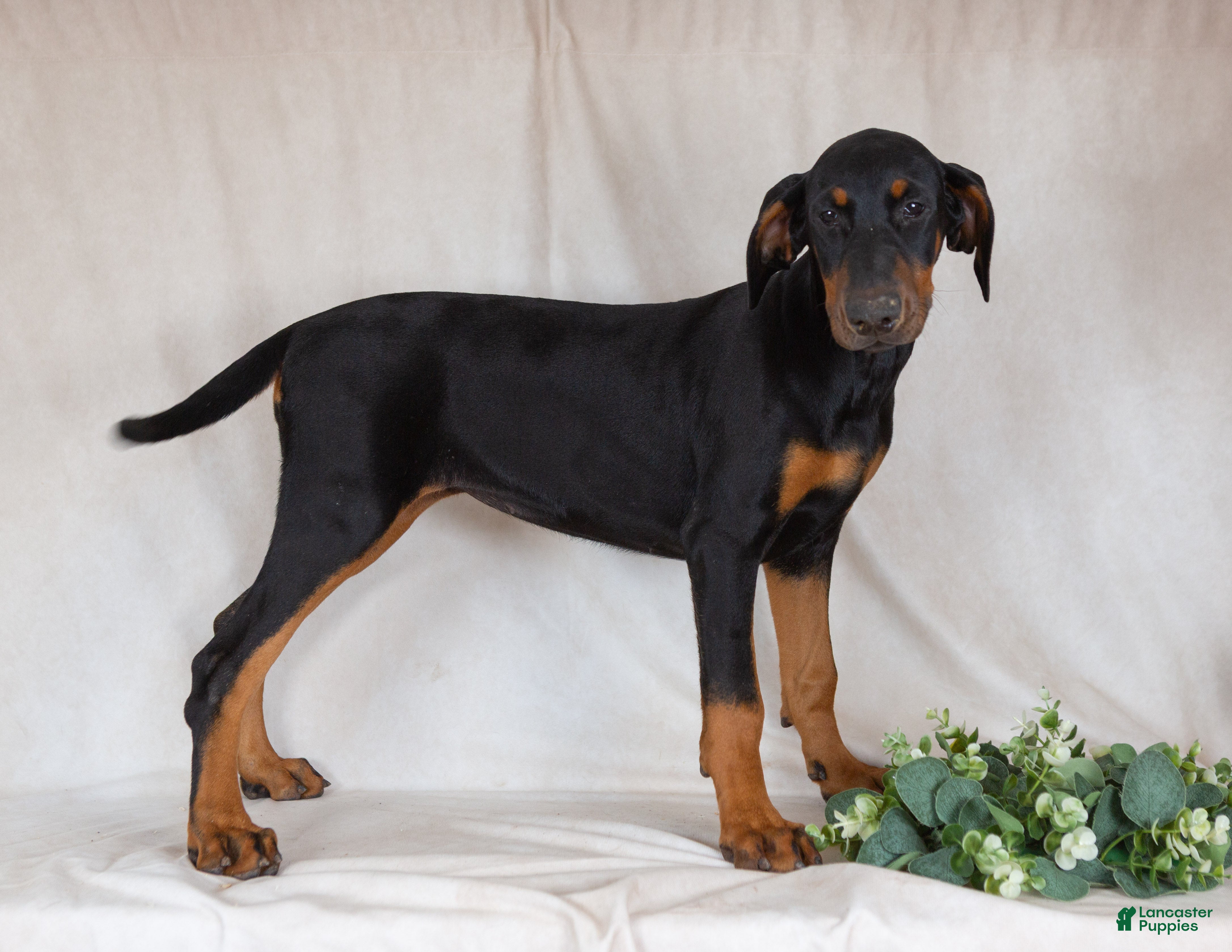 Mixed Breed dogs Reba - Ad 1