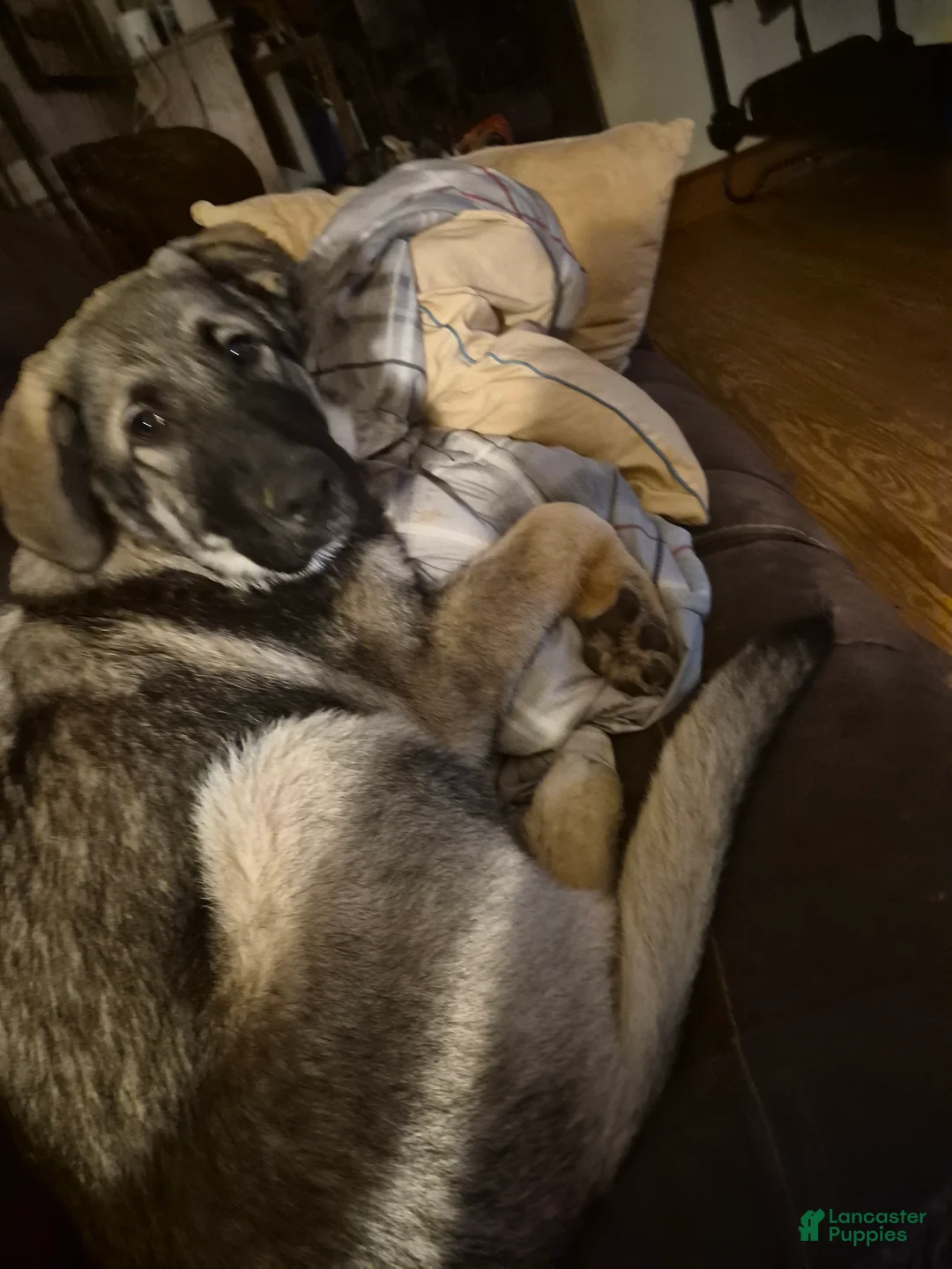 Mixed Breed dogs for sale: Mixed Breed Puppy 1 - Ad 2